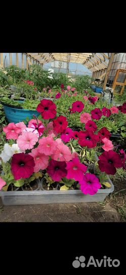 Готовый бизнес Ф. Х. Дом, теплица Рассада, петуния