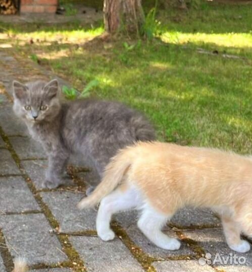 Котятки малыши в дар