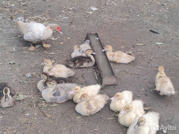 Утята индоутки