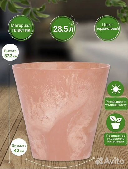 Гибискус китайская роза