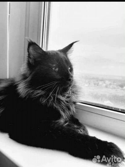 Котята мейн-кун