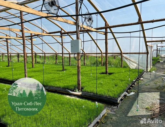 Зкс и окс Сосна Ель Лиственница сеянцы Голуб горн