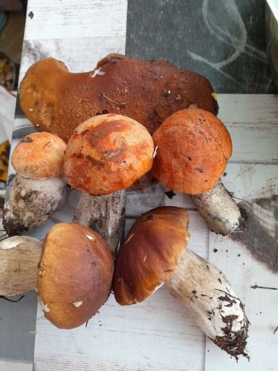 Участок 100 сот. (СНТ, ДНП)