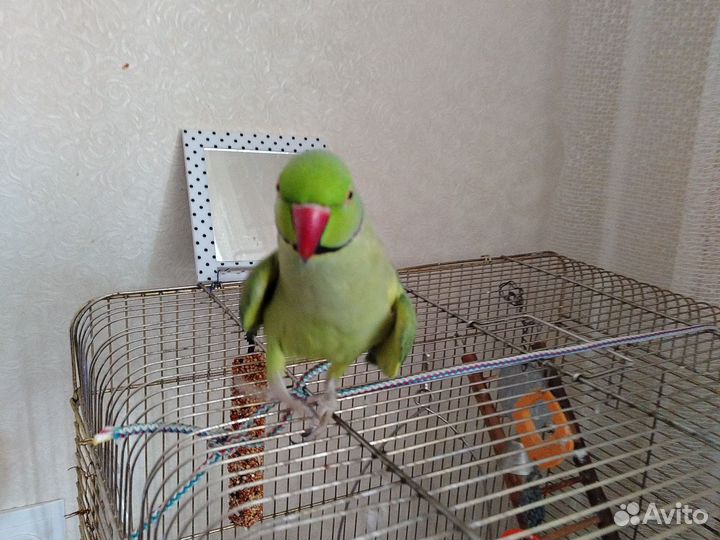 Попугай ожереловый