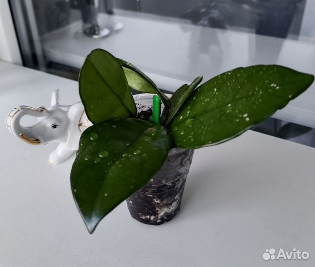 Хойя Карноза