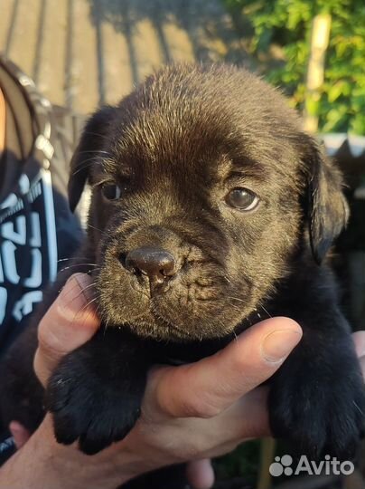 Щенки Кане Корсо