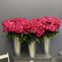 Французские розы самые крупные, Санкт-Петербург