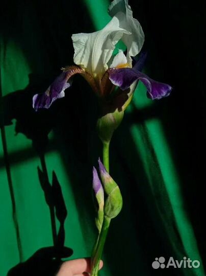 Ирис бородатый