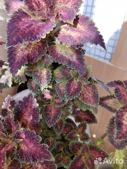 Колеусы сортовые