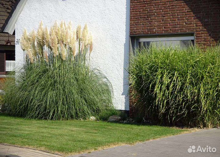 Декоративные злаки