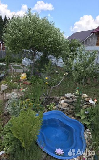 Ива шаровидная