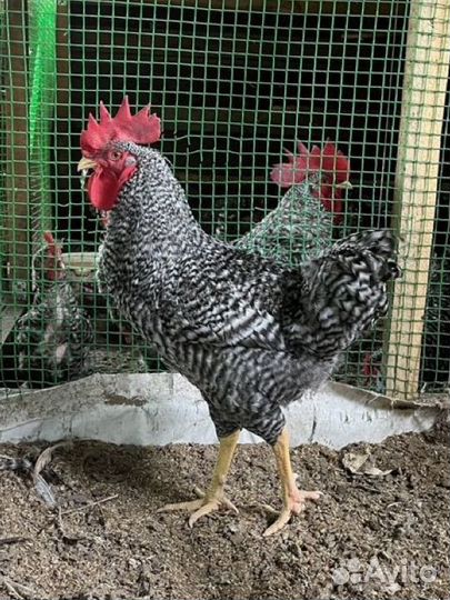 Петух амрокс