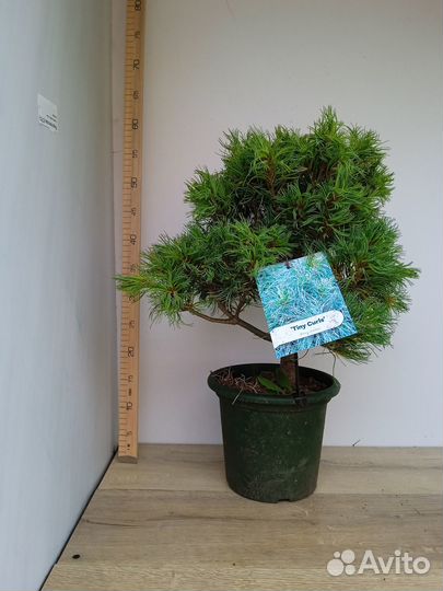 Можжевельник туя пихта сосна ель штамб