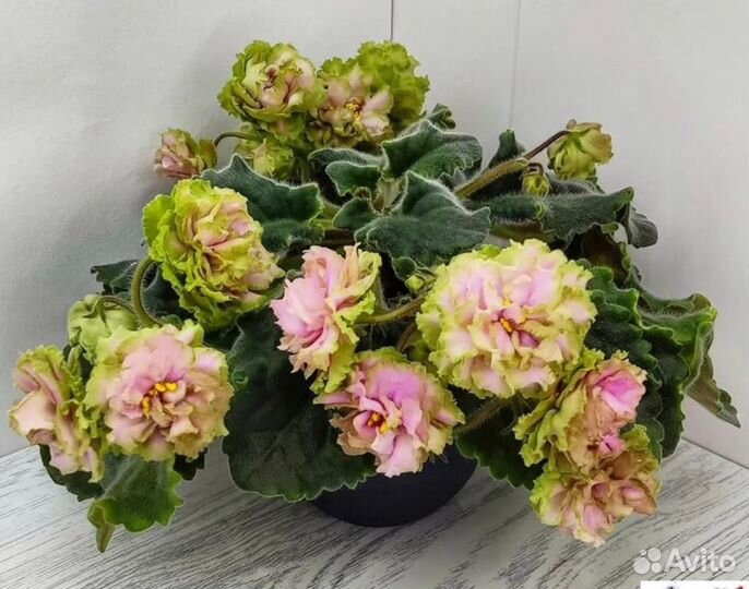 Фиалки сортовые детки