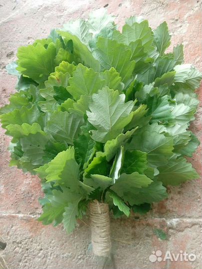 Дубовые веники