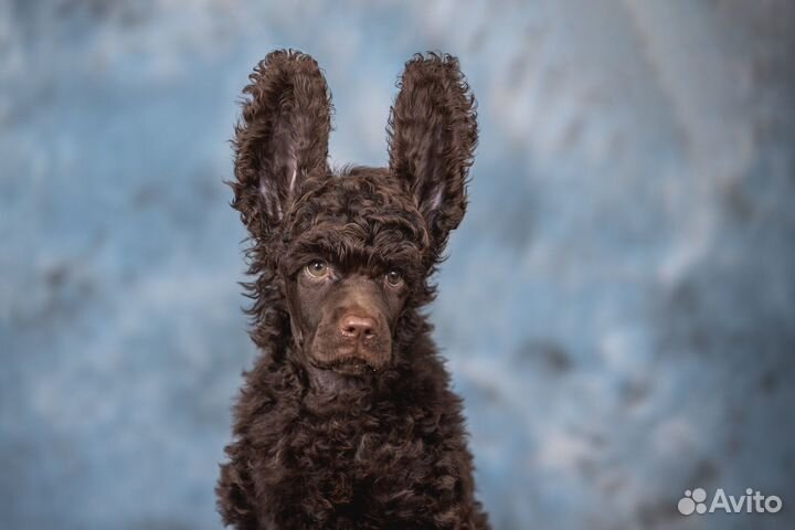 Пудель Сапфир