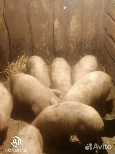 Продам поросят