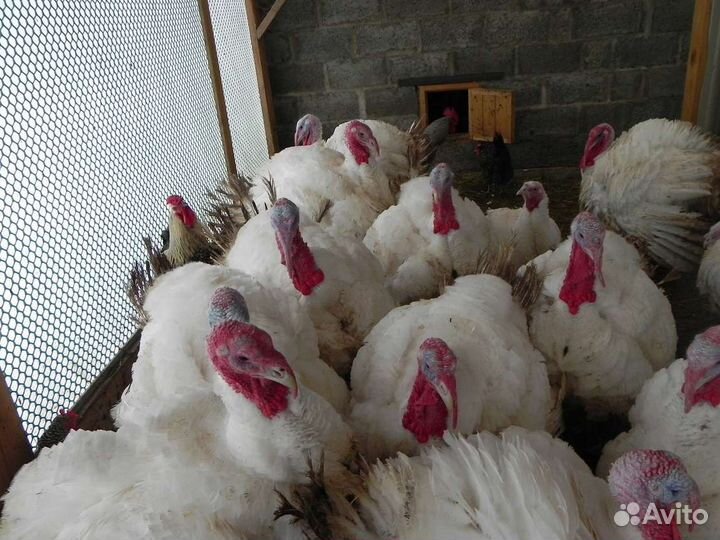 Мясо домашней индейки