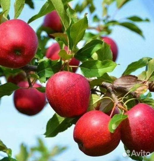 Саженцы яблони Красное раннее
