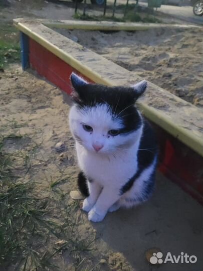 Кот