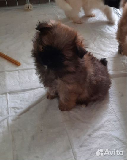 Маленькая собака шпиц