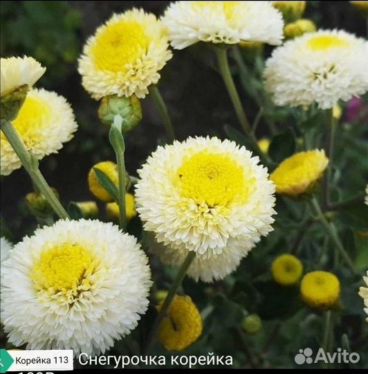 Хризантема корейская