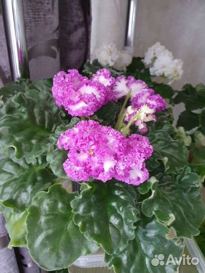 Фиалка пт Принцесса Ясмин