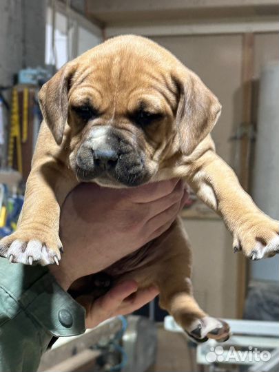 Щенки бультерьера