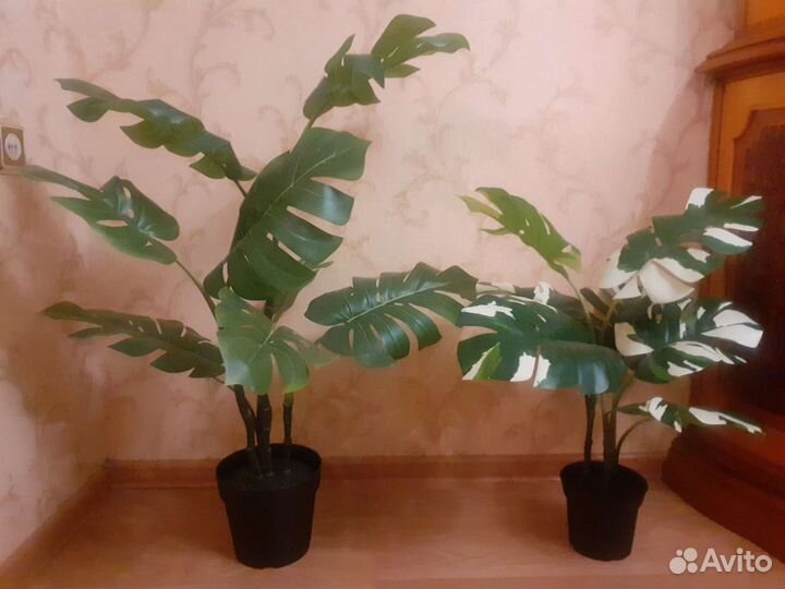 Растения икеа