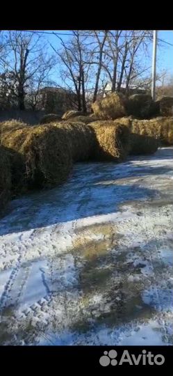 Продам Сено, Солому от 3 рулонов