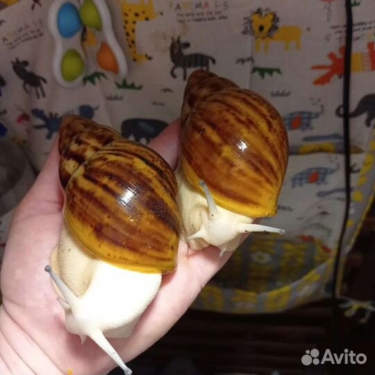 Улитка