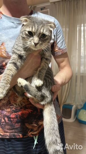 Шотландская вислоухая