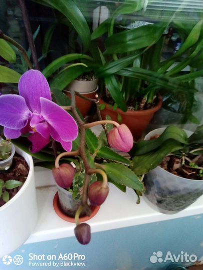 Орхидея фаленопсис