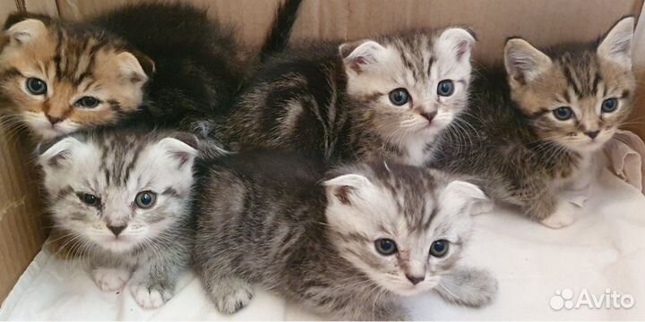 Продам котят британские