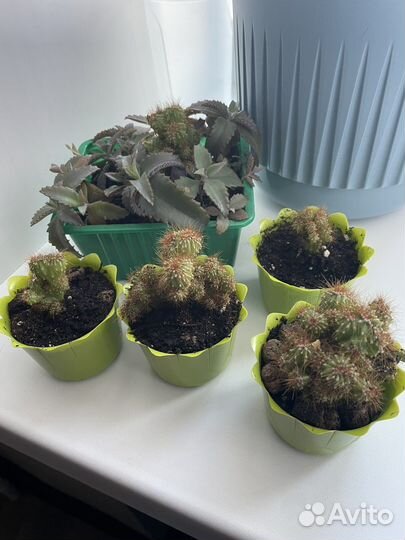 Кактусы и суккуленты