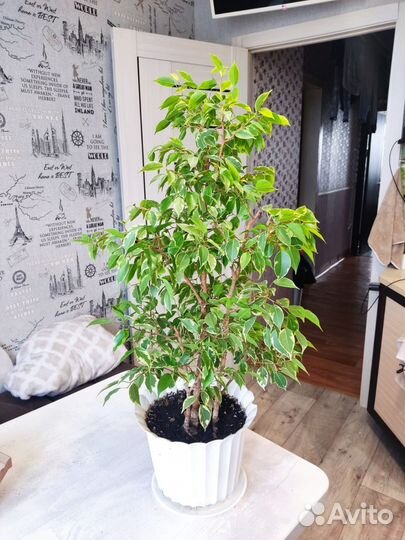 Бенджамина