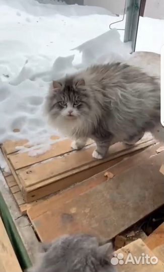 Коты, кошки ищут дом