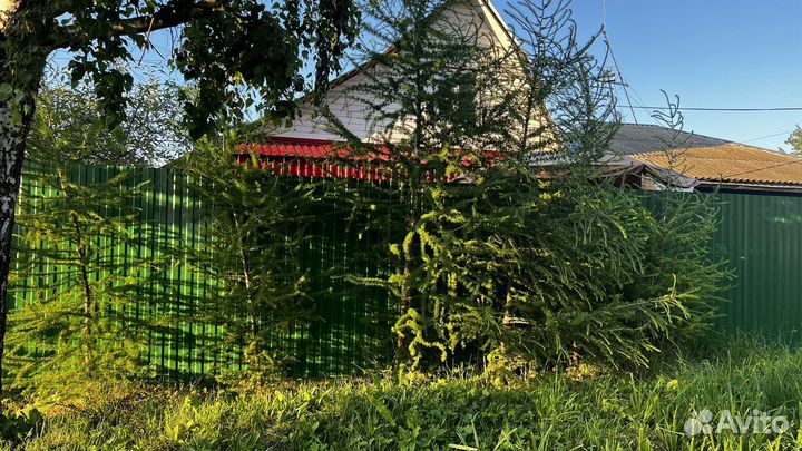 Лиственница дерево