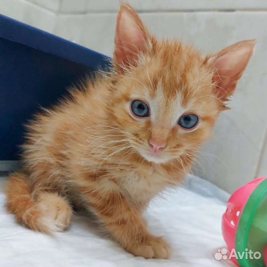 Рыжий котенок мальчик в добрые руки