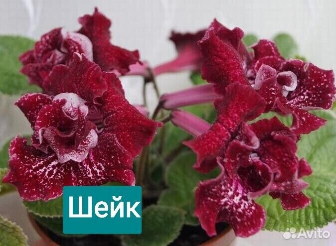 Стрептокарпусы. Детки