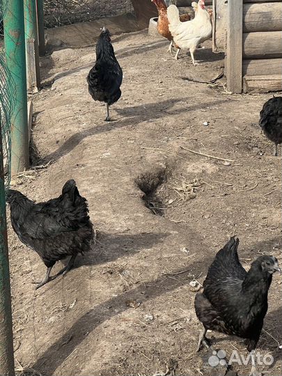 Инкубационные яйца Ухейилюй