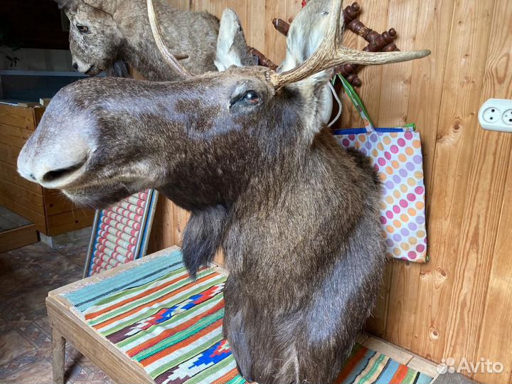 Чучело животных