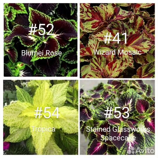 Колеусы сортовые