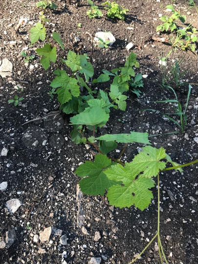 Дом 74,5 м² на участке 6,8 сот.