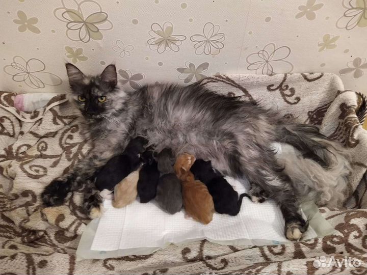 Мейн-кун котята Породистые