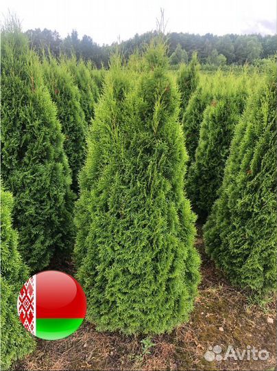 Туи сортовые:Смарагд,Брабант,Колумна 1,5 м