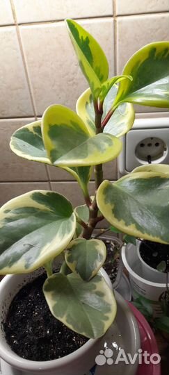 Пеперомия вариегата