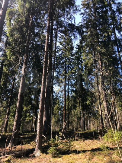 Участок 24 сот. (ИЖС)