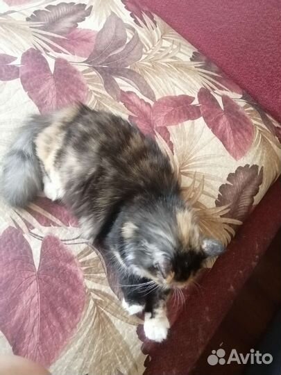 Кошка в дар бесплатно в добрые руки