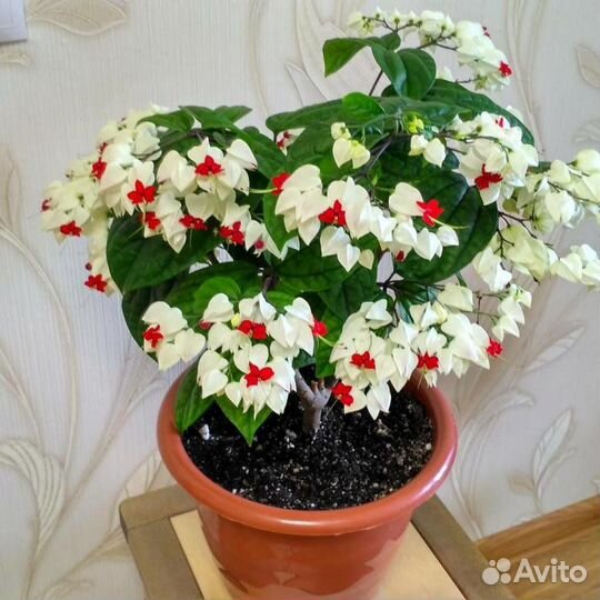 Клеродентрум Томсона комнатные растения